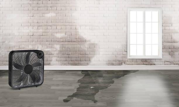 Best Basement water damage restoration  in Arlington Heights, IL